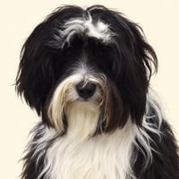 SCOUT