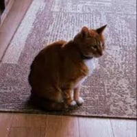 Hobbes