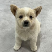 모카