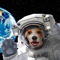 Dezik Space Dog