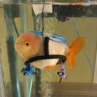 The Wheelchair Fish