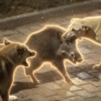 Pig vs Everyone