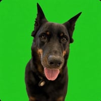 r/dog