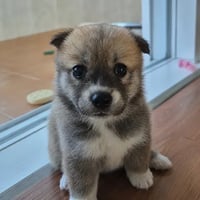 시골이 Sigoli