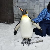 $PENGUZILLA