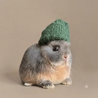 rabbitwifhat