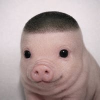 Wigger Piglet