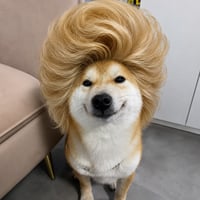 Big Hair Inu