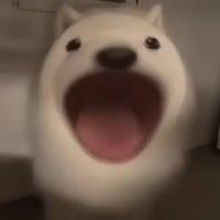 popdog