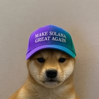 dog wif cap