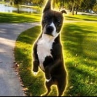 The Peptide Dog