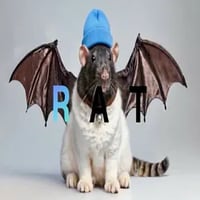 FatCatBatRatWifHat