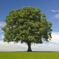 ATree_Official logo