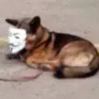 ADOG