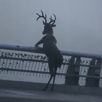 Pondering Deer