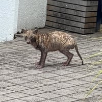 Tanuki