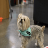 Robinhood Dog