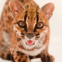 Leopardus tilcayo