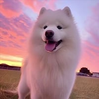 Maya The Samoyed