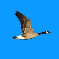 The Great Migration logo