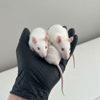Ratcade logo