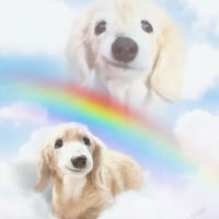 The Blissful Dog