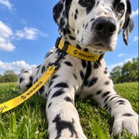 Offchain Dog