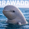 Irrawaddy dolphin