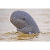 Irrawaddy dolphin
