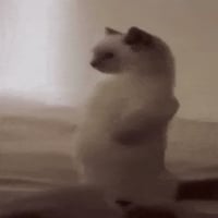 chubby cat