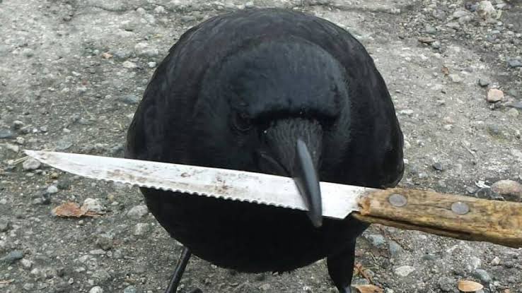crow token logo