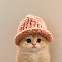 cat wif hat