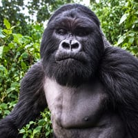 APE