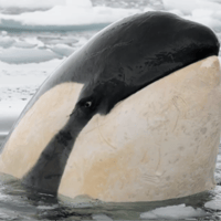 Side Eye Orca