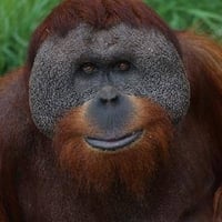 ORANGUTAN