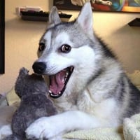 Pun Dog