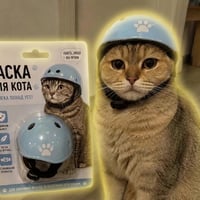 cat in helmet logo