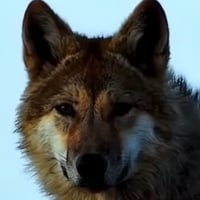 格林