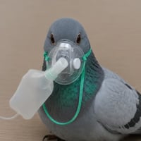pigeonwifmask