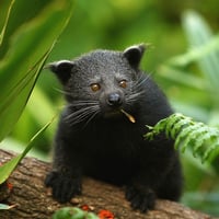BINTURONG logo