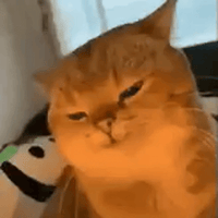 Yapapa Ummm Cat