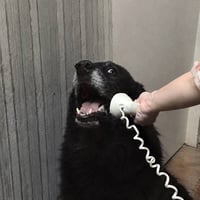Yes, This is Dog