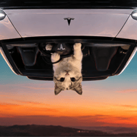 UpSide Down Cat