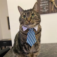 Milo the Chonk