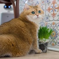 Hosico the Cat