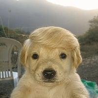 Jotchua Trump