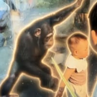 Chimp Out