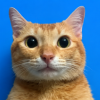 nobody knows this cat