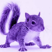 SQUIRREL logo