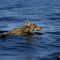 The Alcatraz Coyote logo